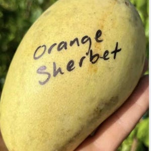 Orange Sherbet mango tree grafted one of the best mango in the world
