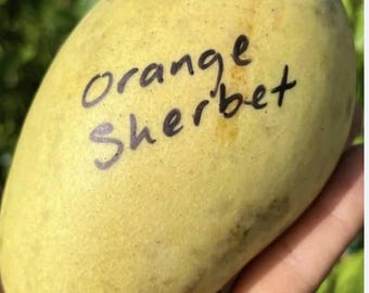 Orange Sherbet mango tree grafted one of the best mango in the world, mature tree ready to fruit