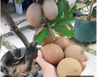 Round Indian Chiku or Sapodilla tree, grafted,  best Sapodellia in the world