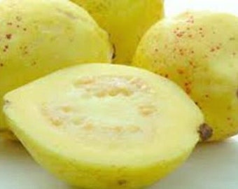 Sweet Mexican Cream Guava tree extremely fragrant and sweet