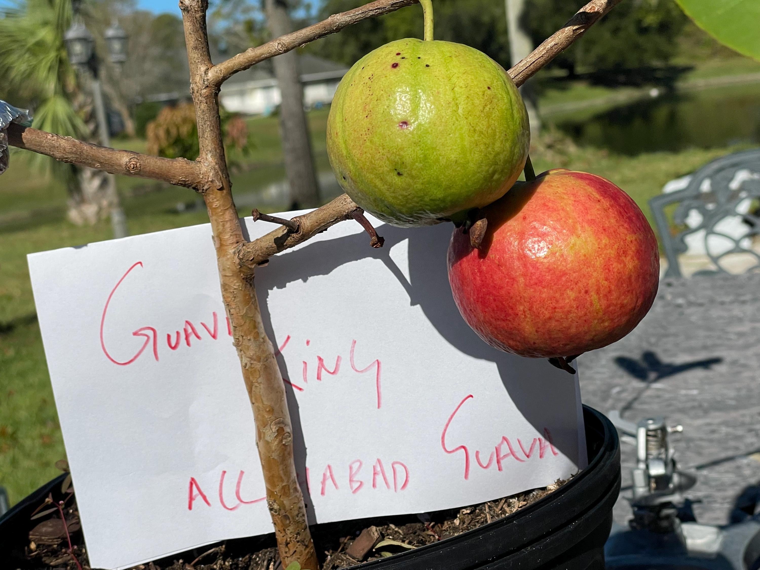 Allahabad Indian red guava tree Extremely sweet and Fragrant