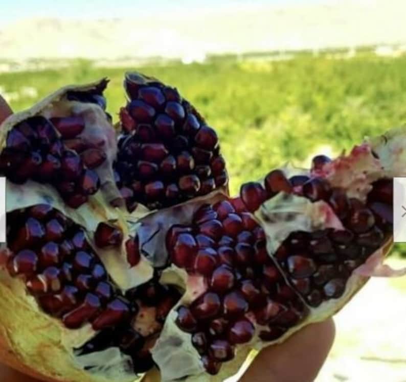 Afghanistan’s Kandahari Anar Pomegranate Tree the Best in the World - Etsy