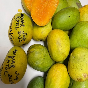 Indian Pakistani Mango Anwar Ratol Tree Grafted the Best Mango in the ...