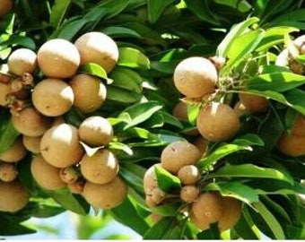 Dwarf Round Indian Chiku or Sapodilla tree, grafted,  best Sapodellia in the world with fruit