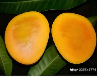 Indian Pakistani  mango Alphonso tree grafted one of  the best mango in the world, mature tree ready to fruit