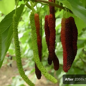 Pakistan black mulberry tree 4 to 5 inches long fruiting right now