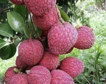 Indian Lychee tree air layered one of  the best lychee in the world ready to fruit