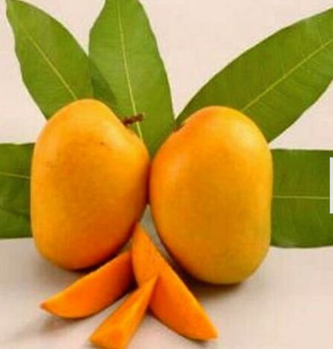 Indian Mango Kesar Tree Grafted One of the Best Mango in the World Etsy