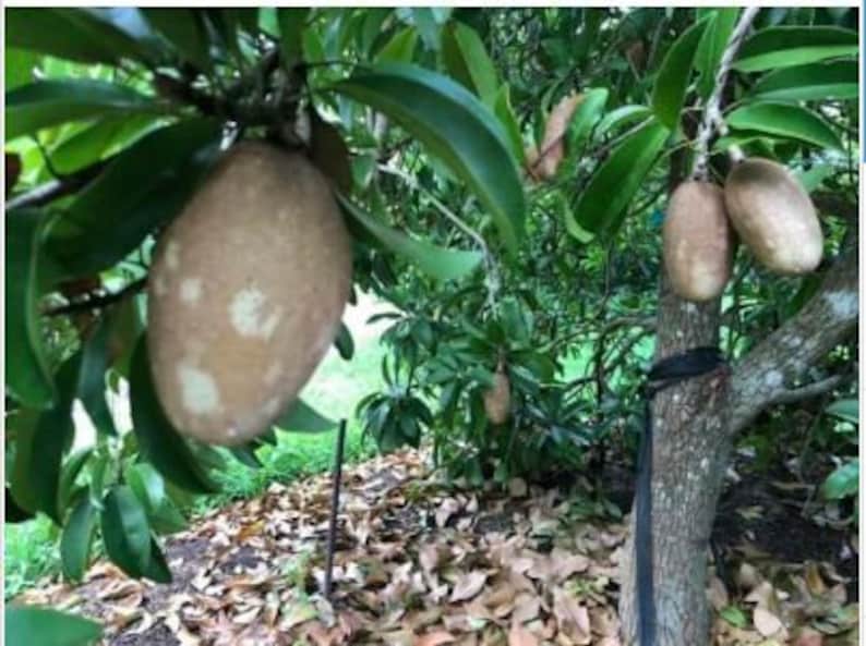 Butterscotch Chiku or Sapodilla Grafted Tree Best Sapodellia in the ...
