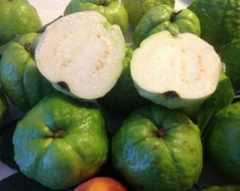 Giant Indian sweet white guava tree extremely rare fruit weighs 2 pounds