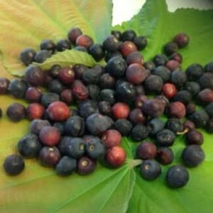 May include: A collection of small, round berries in shades of deep blue, purple, and red, resting on a bed of large green and yellow leaves. The berries vary in size and color, creating a natural, organic display.