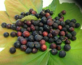 Indian Pakistani  fruit berry phalsa or falsa 2 year old ready to fruit