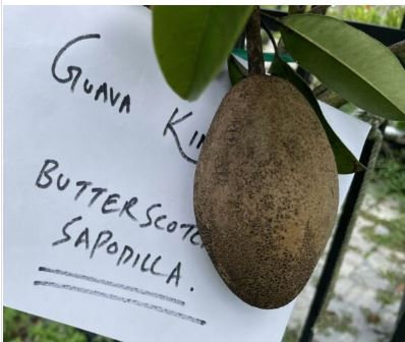 Butterscotch Chiku or Sapodilla Grafted Tree Best Sapodellia in the ...