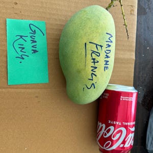 Grafted Madame Francis mango tree