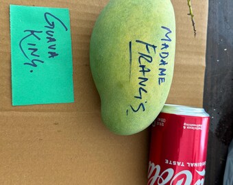 Grafted Madame Francis mango tree
