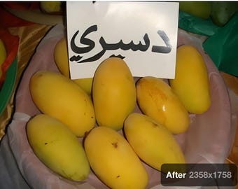 Pakistani mango Dussehri tree grafted one of the best mango in the world, mature tree ready to fruit