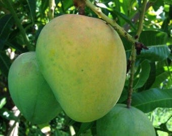 New variety Super Alphanso mango tree grafted one of the best mango in the world, mature 3 foot tall tree ready to fruit