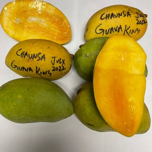 Indian Pakstani mango tree Chaunsa mango grafted the best mango in the world