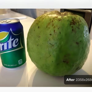 Super Giant Melon size Indian sweet white guava tree, fruit weighs over 4 pounds