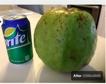 Super Giant Melon size Indian sweet white guava tree, fruit weighs over 4 pounds