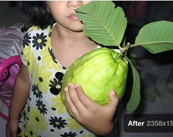 Giant Indian pink guava extremely rare fruit weighs 2 pounds