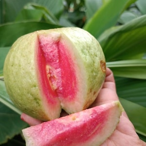 New variety Crunchy Pink or watermelon guava very sweet extremely rare fruit weighs 1.5 pounds