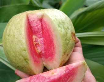 New variety Crunchy Pink or watermelon guava very sweet extremely rare fruit weighs 1.5 pounds