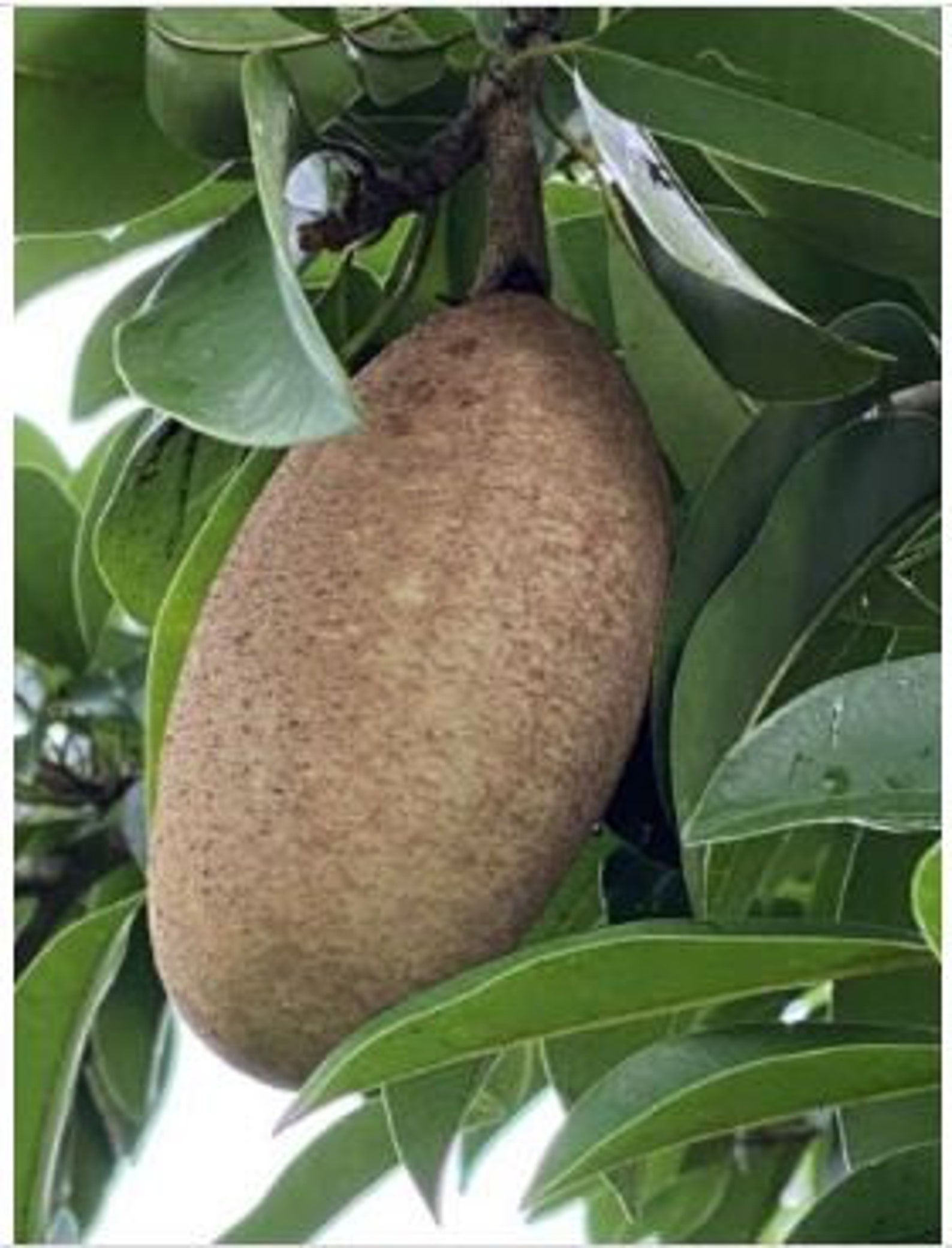 Butterscotch Chiku or Sapodilla Grafted Tree Best Sapodellia Etsy