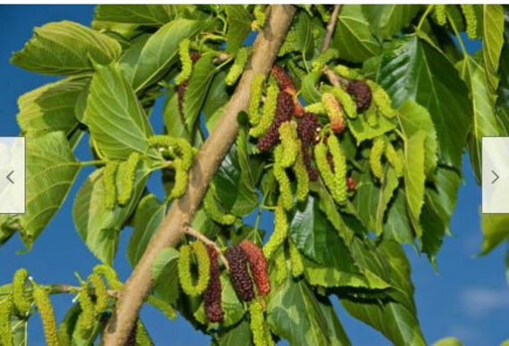 Mûrier Noir Du Pakistan - Arbre Fruitier 2 Ans - Hauteur 150-170cm - Pot 20cm - Plantation Jardin