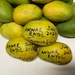 Indian Pakistani Mango Anwar Ratol Tree Grafted the Best Mango in the ...