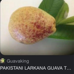 Pakistani Larkana Guava tree extremally sweet white flesh guava