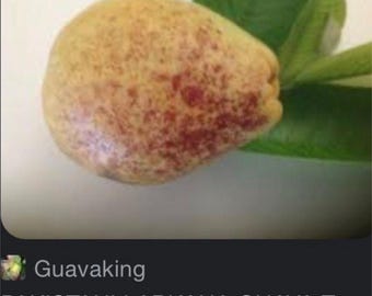 Pakistani Larkana Guava tree extremally sweet white flesh guava