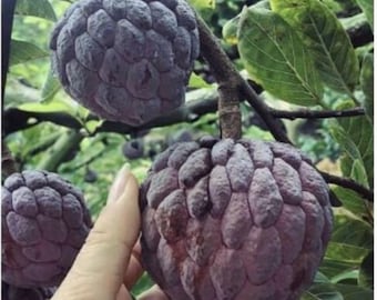 Rare red sugar apple tree air layered ready to fruit