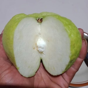 White Crystal Seedless Guava crisp extremely rare super sweet
