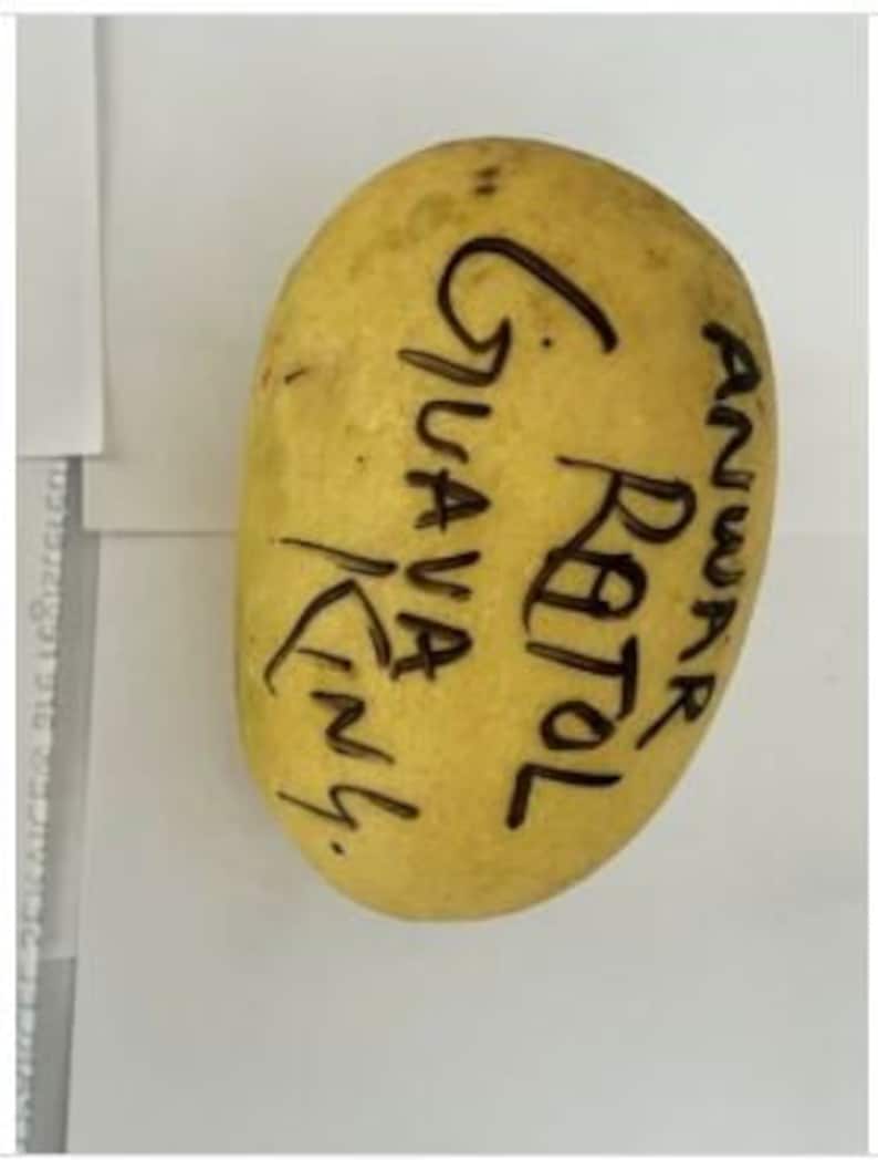 Indian Pakistani Mango Anwar Ratol Tree Grafted the Best Mango in the ...