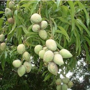 Indian Pakistani Mango Anwar Ratol Tree Grafted the Best Mango in the ...
