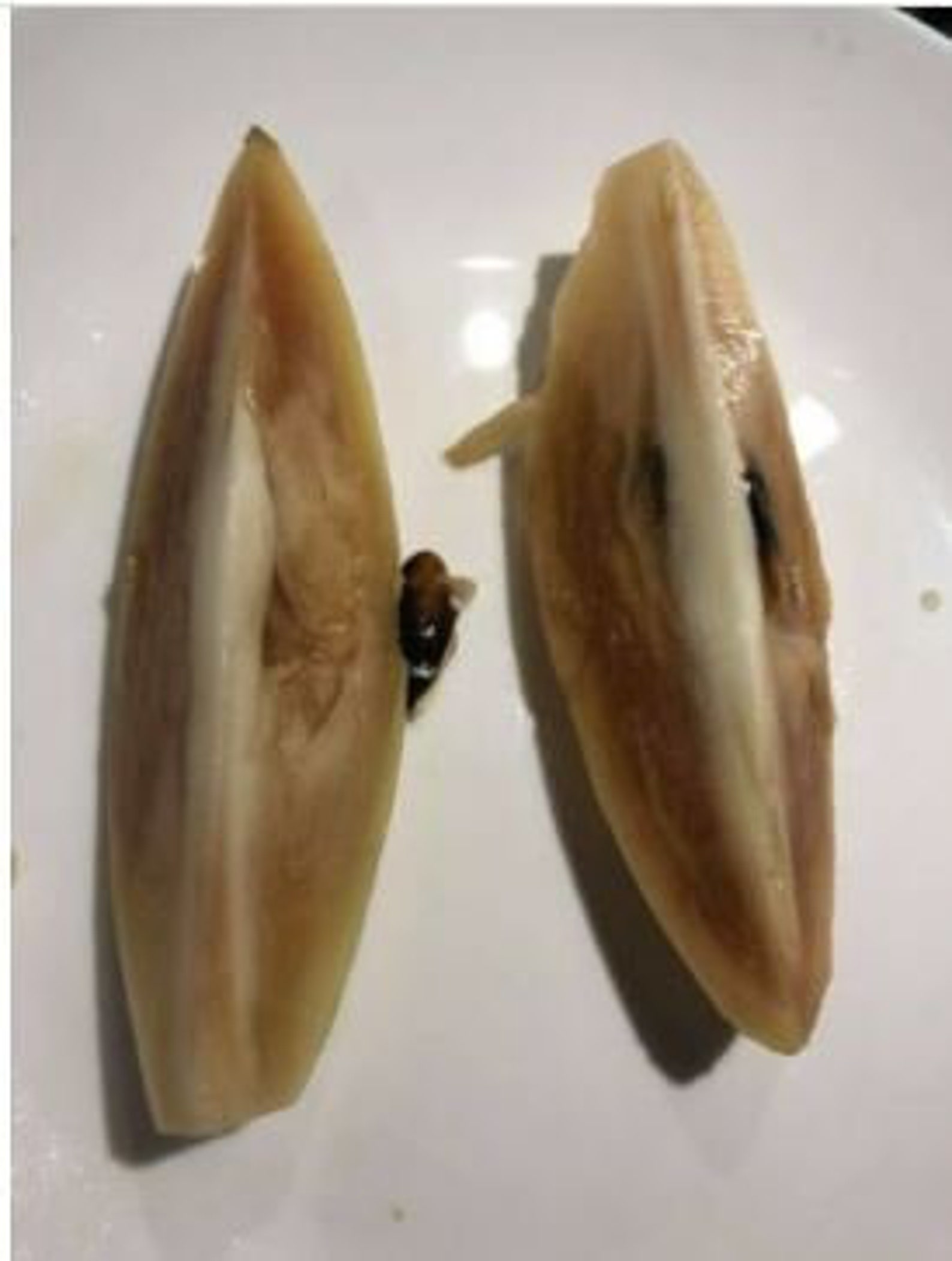 Butterscotch Chiku or Sapodilla Grafted Tree Best Sapodellia in the ...