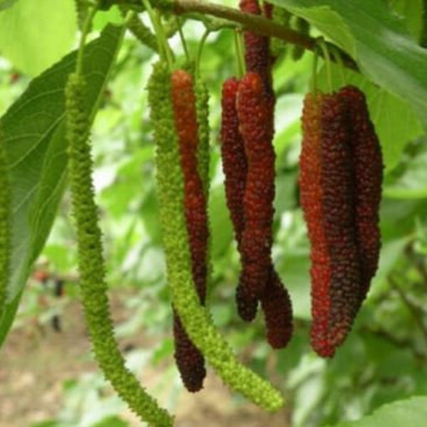 Pakistan black mulberry tree 4 to 5 inches long fruiting right now