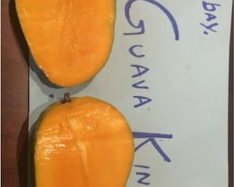 Orange Essence mango tree grafted one of the best mango in the world
