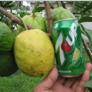 Giant Indian pink guava tree extremely rare fruit weight 2 pounds