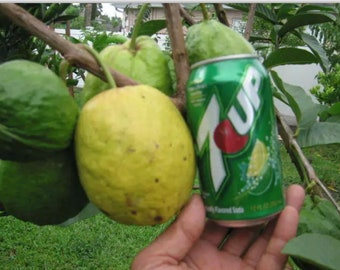 Giant Indian pink guava tree extremely rare fruit weight 2 pounds