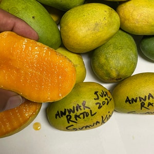 Indian Pakistani mango Anwar Ratol tree grafted the best mango in the world