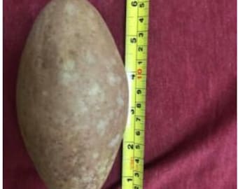 Butterscotch Chiku or Sapodilla grafted tree best Sapodellia in the world, mature 2 foot tall tree ready to fruit