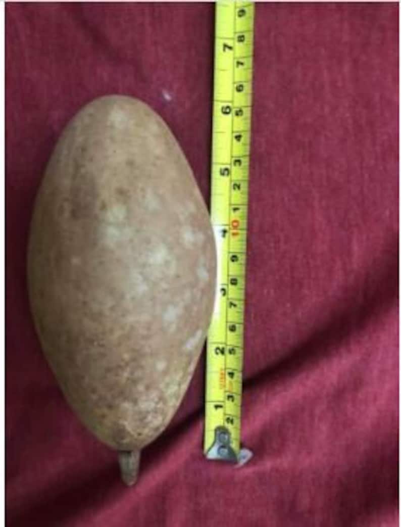 Butterscotch Chiku or Sapodilla Grafted Tree Best Sapodellia in the ...