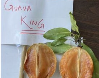 Jumbo Indian Chiku Sapodilla grafted best sapodellias in the world