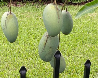 Himsagar Indian mango one of the very best mango in the world