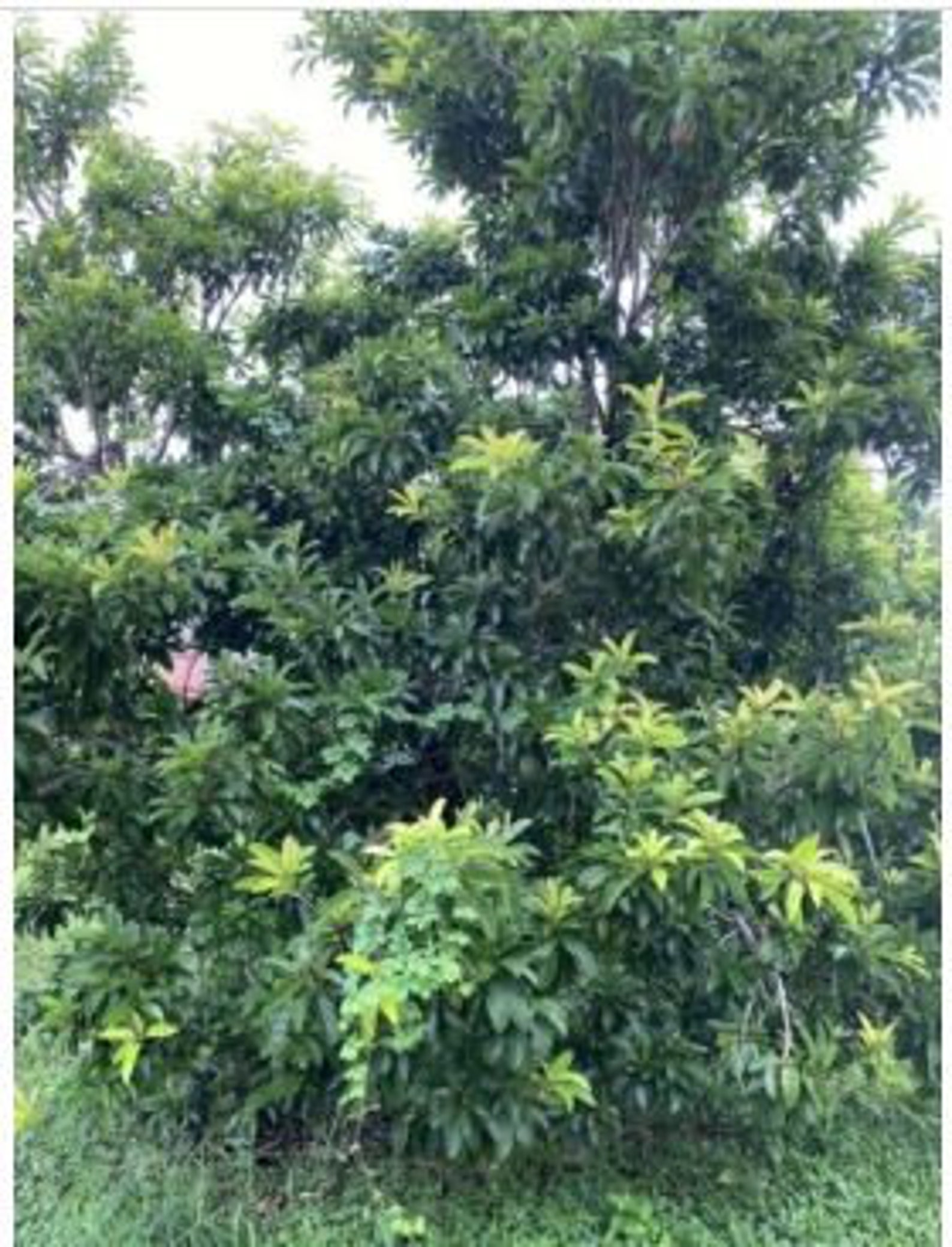 Butterscotch Chiku or Sapodilla Grafted Tree Best Sapodellia in the ...