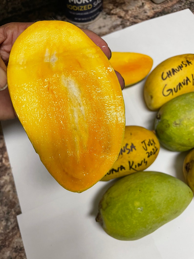 Indian Pakstani Mango Tree Chaunsa Mango Grafted the Best Etsy