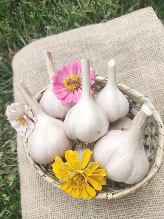 Northern White Garlic Bulbs one Pound and Half Pound Etsy