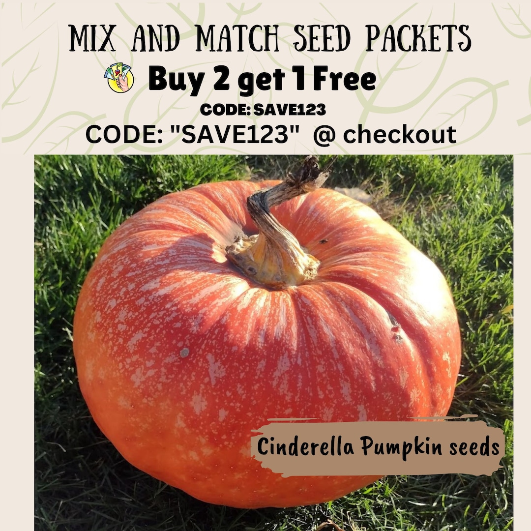Cinderella Pumpkin Seed RED Pumpkin Seeds Rouge Vif Etsy